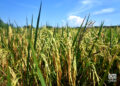 Rice plantation in Los Palacios, Pinar del Río. Photo: Otmaro Rodríguez.