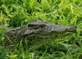 Cuban crocodile