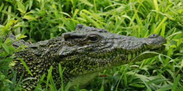 Cuban crocodile