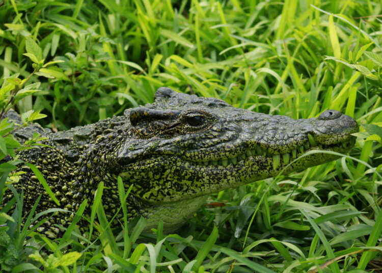 Cuban crocodile