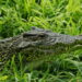Cuban crocodile