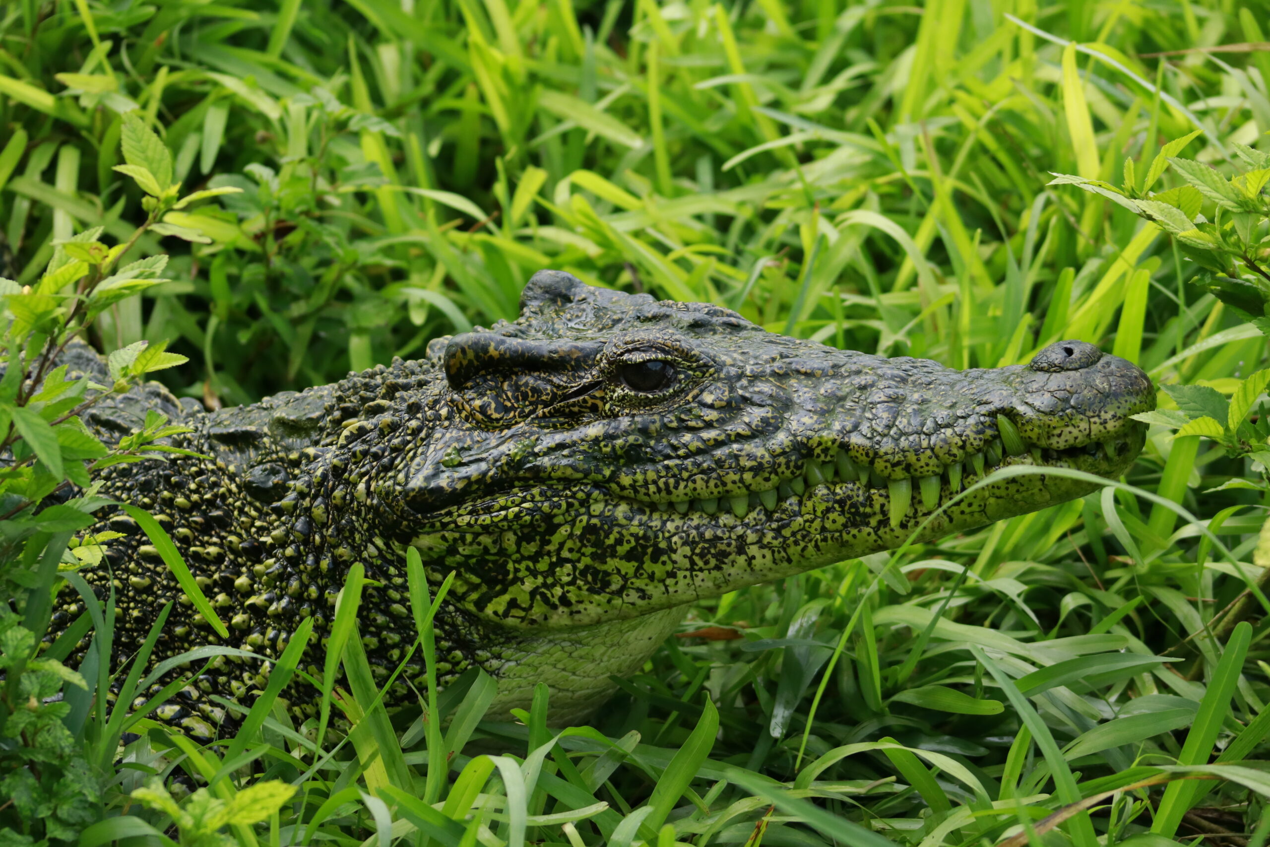 See you in a while crocodile