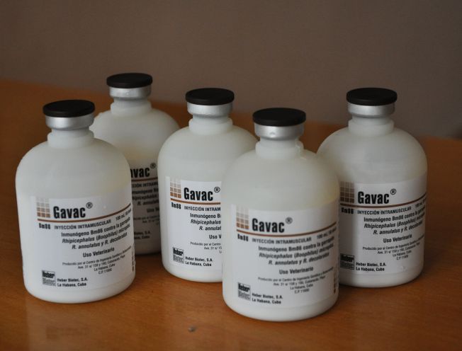 Gavac, el medicamento cubano que será suministrado al ganado. Foto: opciones.cu