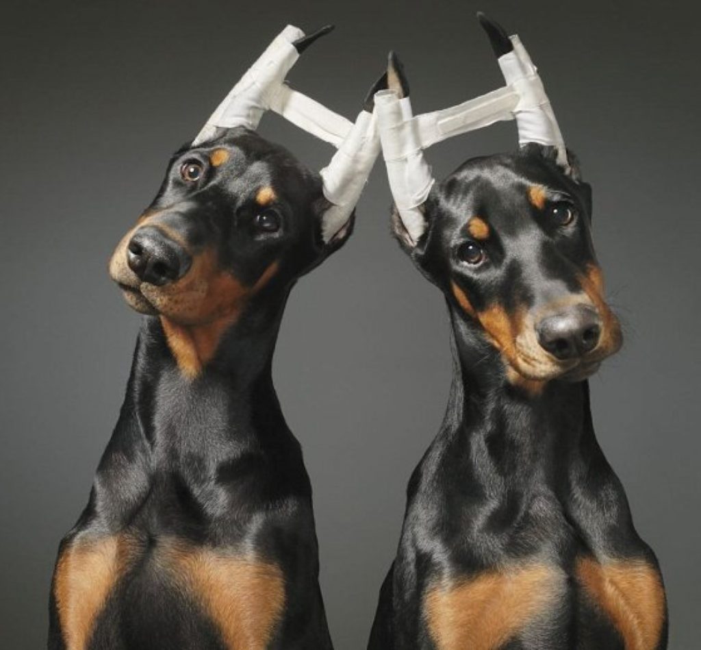 La raza de perros Doberman sufre frecuentemente el corte de orejas. La decisión de los amos se basa en razones de estética. Foto: Pinterest.