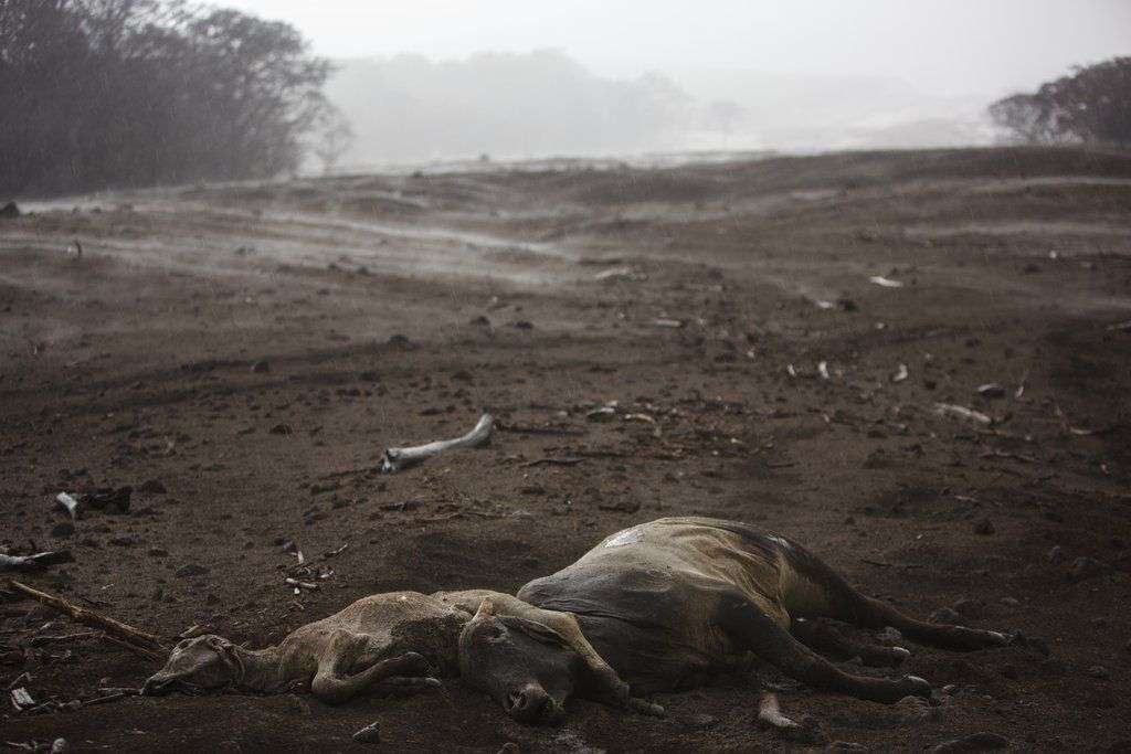 Vacas muertas en una zona donde se ve vapor alzándose de la ceniza volcánica caliente tras una lluvia ligera, cerca del Volcán de Fuego, o "Volcán de Fuego" en la población de El Rodeo, en Escuintla, Guatemala. Foto: Rodrigo Abd / AP.