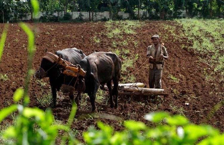 Agricultura en Cuba