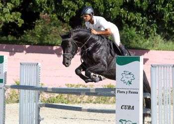 Remate Élite Internacional de caballos de salto