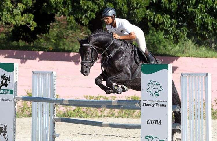 Remate Élite Internacional de caballos de salto