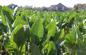 Certain lines of Cuban agriculture could be positioned in the market, in a scenario of normalization of trade relations between Cuba and the United States / Photo: Rolando Pujol.