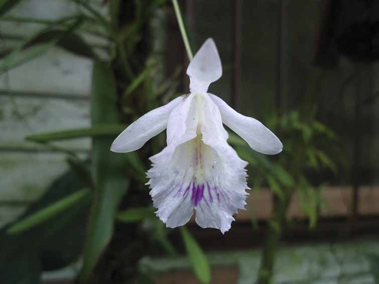 Over 160 species of orchids, some of them truly exotic, live in their garden / Photo: Courtesy of the author.