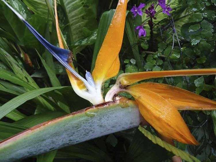 A Guille le gusta imaginar historias de amor con el Ave del paraíso, tal vez su flor preferida / Foto: Cortesía del autor