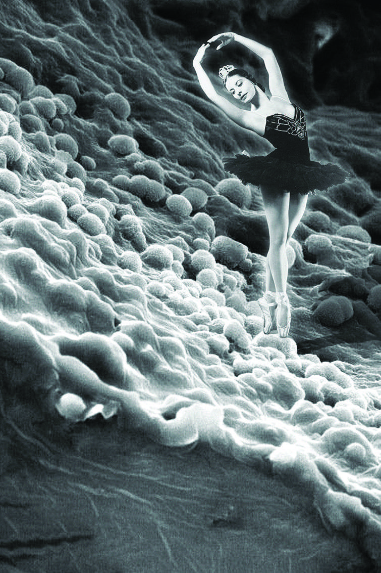 Microscopía electrónica realizada por el Dr. Carlos Lariot, y montada junto a una foto de “El Lago de los Cisnes” cortesía de Pedro Simón, director del Museo de la Danza