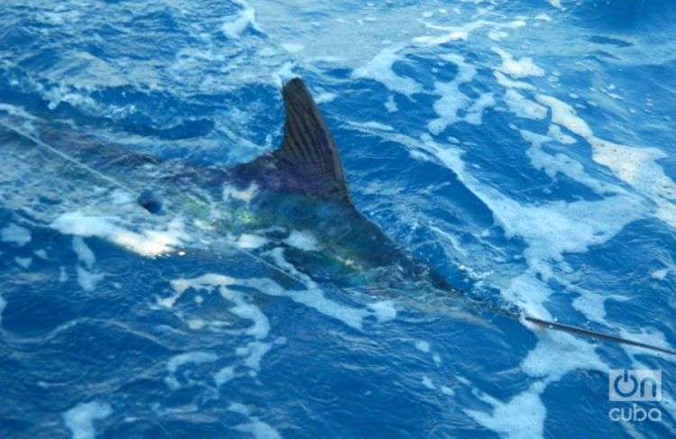 El Torneo Hemingway es hoy el torneo de pesca deportiva más antigua de América. Foto: Julio Batista