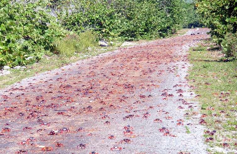 red crab road2