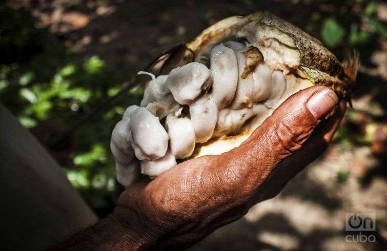 Fruto del cacao. Foto: Archivo OnCuba.