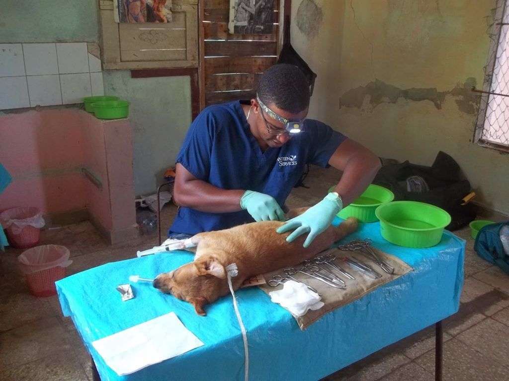 Clínica veterinaria en Cuba. Foto. ARPAC / Varadero / Archivo.