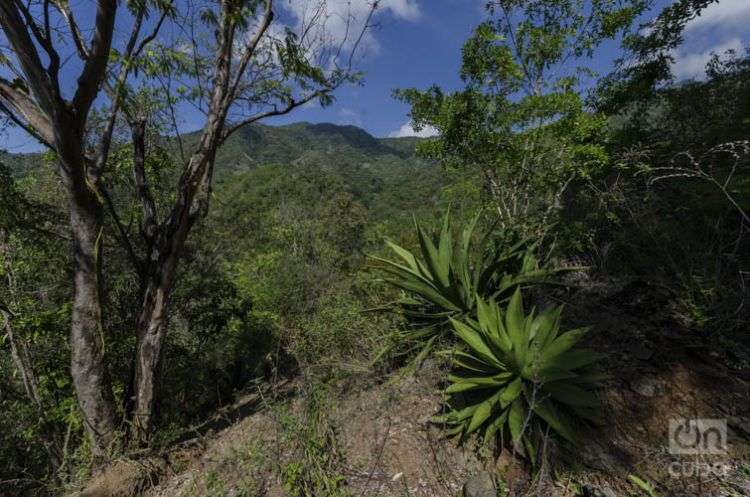 Parque Nacional Turquino, en el oriente de Cuba / Foto: Rolando Pujols