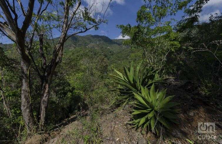 Parque Nacional Turquino, en el oriente de Cuba / Foto: Rolando Pujols