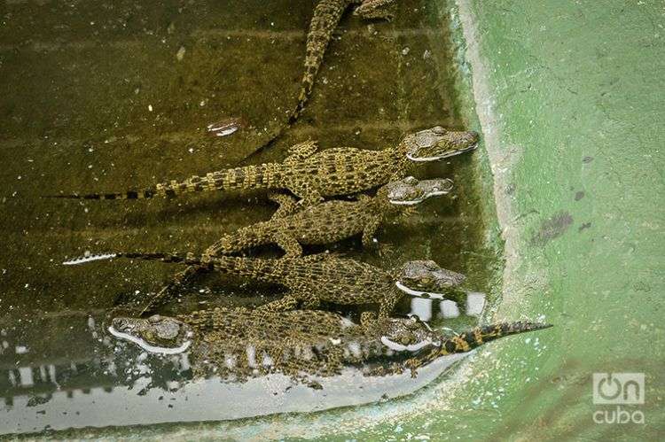 Cría de cocodrilos en cautiverio / Foto: Yariel Valdés