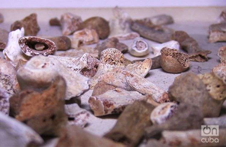 Más de cinco mil elementos fósiles en el Museo Nacional de Historia Natural en Cuba / Foto: Laura Roque