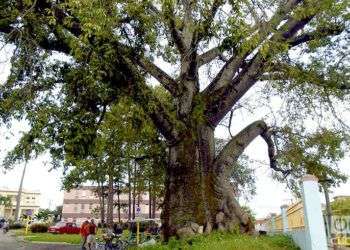 El presidente de la Asociación Yoruba de Pinar del Río, afirma que para cortar uno de estos árboles se deben reunir varios santeros o babalaos, y pedirle permiso a los orishas / Foto: Ronald Suárez