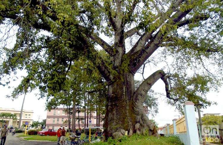 El presidente de la Asociación Yoruba de Pinar del Río, afirma que para cortar uno de estos árboles se deben reunir varios santeros o babalaos, y pedirle permiso a los orishas / Foto: Ronald Suárez