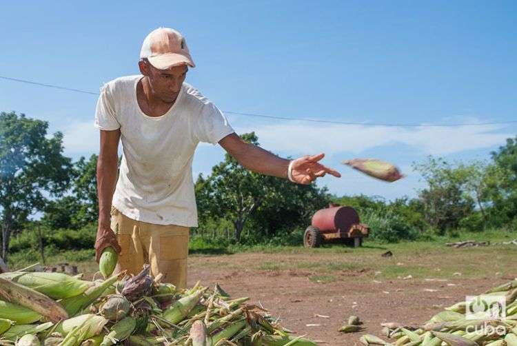 A pesar de los problemas con su agricultura, Cuba esté entre los países con menos personas subalimentadas en la región. Foto: Leandro A. Pérez Pérez.