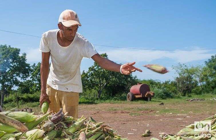A pesar de los problemas con su agricultura, Cuba esté entre los países con menos personas subalimentadas en la región. Foto: Leandro A. Pérez Pérez.