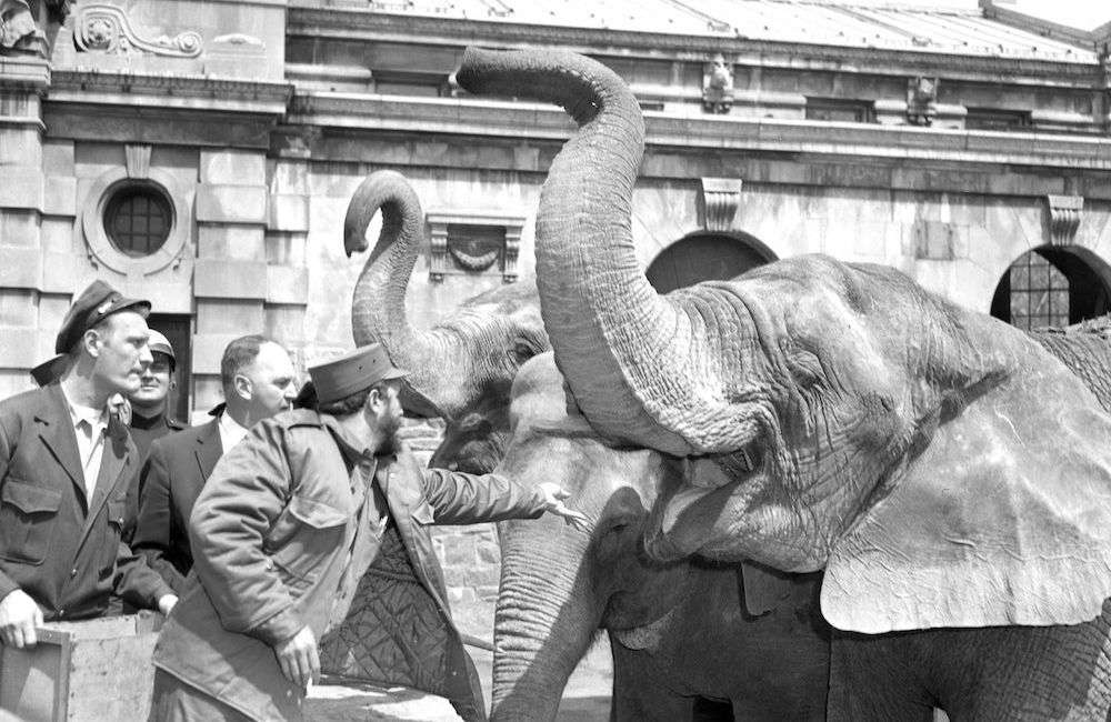 Fidel lanza maní a un elefante en el Zoológico del Bronx en su recorrido por Nueva York. Foto: Hal Mathewson.