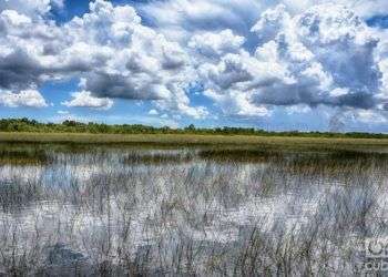 Everglades, durante el dominio españo llamado Cañaveral de la Florida. Foto: Sergio Cabrera.