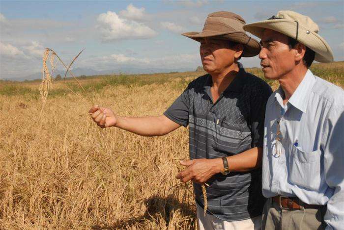 Vietnamitas asesora en el cultivo del arroz en Sancti Spiritus. Foto: Vicente Brito (Granma)