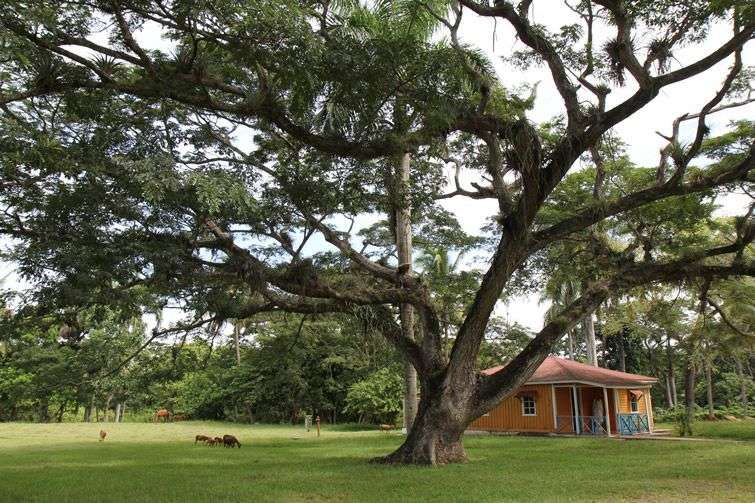 Este algarrobo es uno de los muchos árboles enormes en los terrenos. Tiene más de 100 años. Foto: Tracey Eaton.