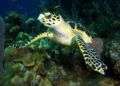 La tortuga carey es la más bella entre las tortugas marinas. Foto: Noel López Fernández.