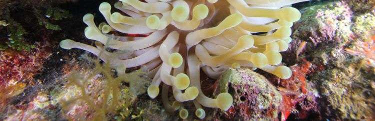 La población de coral cuerno de alce de los Jardines de la Reina es la más saludable del área del Caribe. Foto: Noel López Fernández.