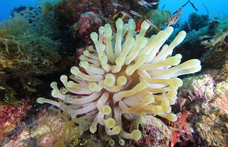 La población de coral cuerno de alce de los Jardines de la Reina es la más saludable del área del Caribe. Foto: Noel López Fernández.