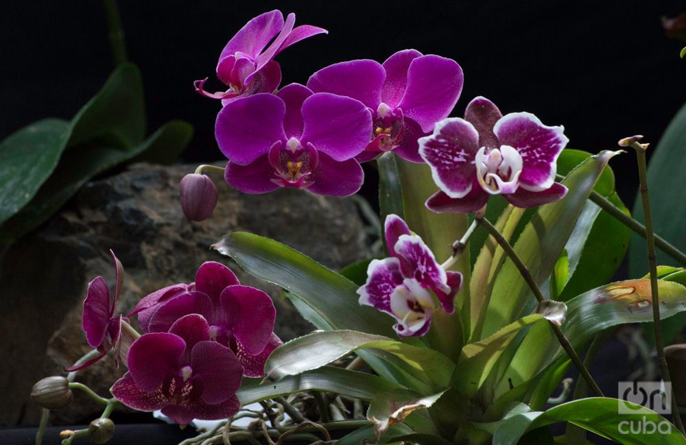 Festival de Orquídeas | OnCubaNews