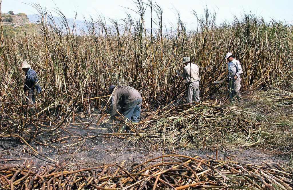 Zafra azucarera en Cuba. Foto: Maite Corsín / Archivo.