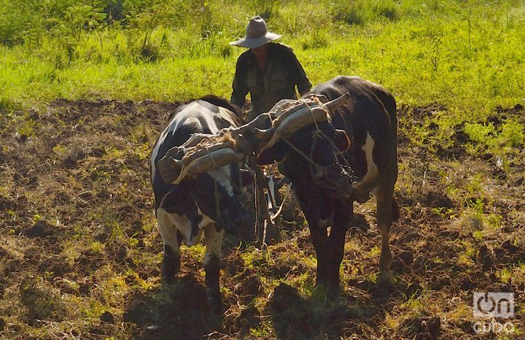 En esta imagen de archivo, un campesino utiliza bueyes para arar la tierra, en Cuba. Foto: Otmaro Rodríguez.