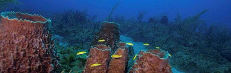Comunidades de esponjas y corales en el Parque Nacional Guanahacabibes, Cuba. Foto: Jesse Cancelmo / Cuba’s Twilight Zone Reefs and Their Regional Connectivity.