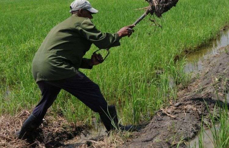 La penetración del mar afectará el cultivo del arroz en la Sierpe. Foto: Vicente Brito / Escambray.