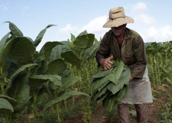 Un trabajador recolecta hojas de tabaco en una finca de San Juan y Martínez, en la provincia de Pinar del Río. Foto: Jorge Luis Baños / IPS.