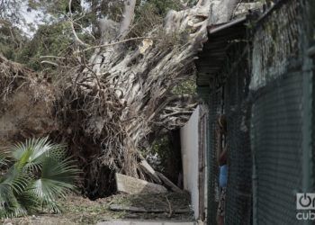El huracán Irma descargó su furia contra los árboles. Foto: Claudio Pelaez Sordo.