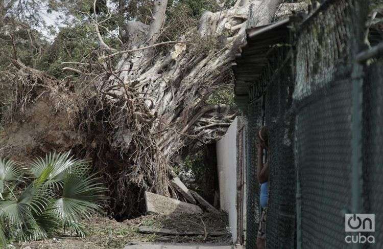 El huracán Irma descargó su furia contra los árboles. Foto: Claudio Pelaez Sordo.