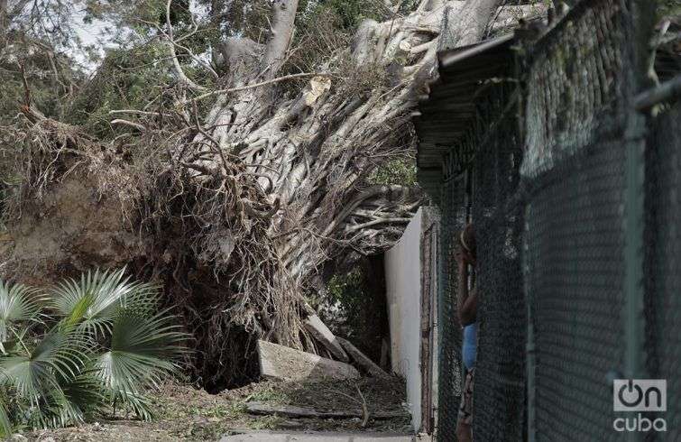 El huracán Irma descargó su furia contra los árboles. Foto: Claudio Pelaez Sordo.