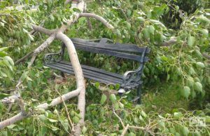 El huracán Irma descargó su furia contra los árboles. Foto: Eric Caraballoso Díaz.