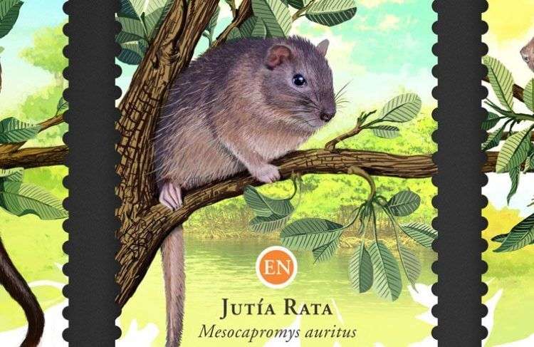 Jutía rata cubana. Dibujo de edición filatélica.