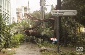 El huracán Irma descargó su furia contra los árboles. Foto: Noel Rodríguez.