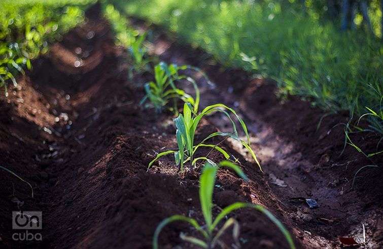 Cuba comenzará de manera gradual a cobrar impuestos en 2018 sobre la posesión y uso de las tierras agrícolas. Foto: Roby Gallego.