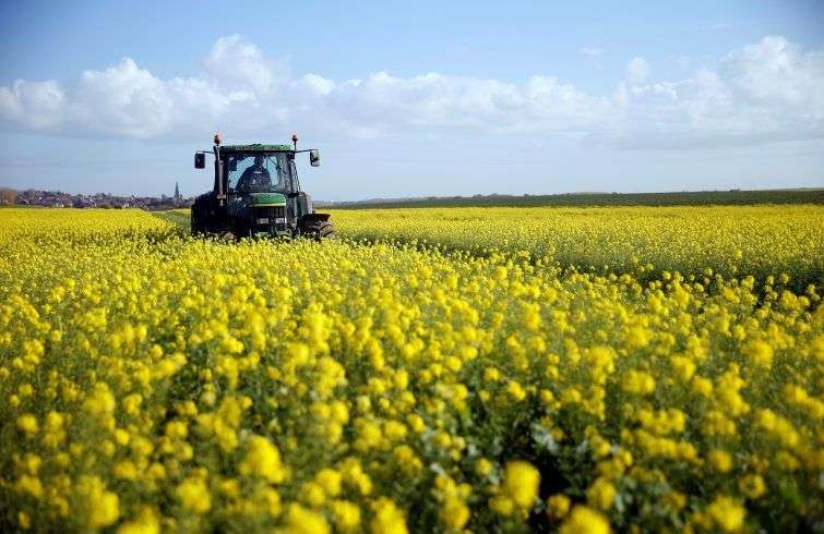 Un granjero conduciendo su trilladora en un mostazal en Bourlon, Francia. Foto: Pascal Rossignol / Reuters