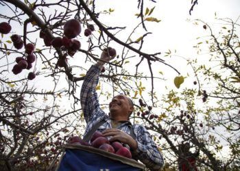En esta imagen del 14 de noviembre se ve a Narciso Cruz recogiendo manzanas en un huerto de Tieton, Washington. Foto: Shawn Gust / Yakima Herald-Republic / via AP.